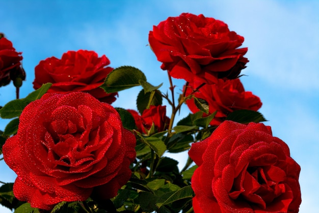 Une fleur de rose rouge avec de petites gouttes de rosée sur les pétales