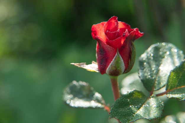 Fleur rose rouge qui fleurit dans le jardin de roses