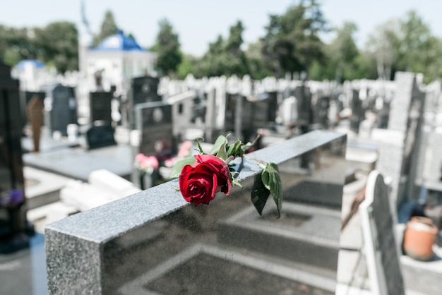 Fleur rose rouge sur une tombe dans un cimetière