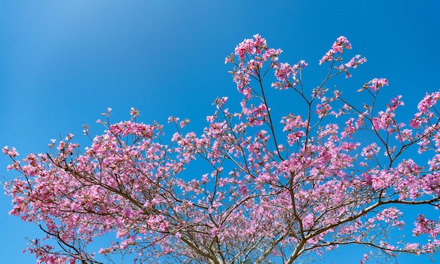 Fleur rose de sakura sur ciel bleu au printemps