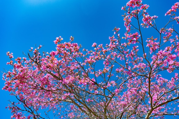 Fleur rose de sakura sur ciel ensoleillé au printemps