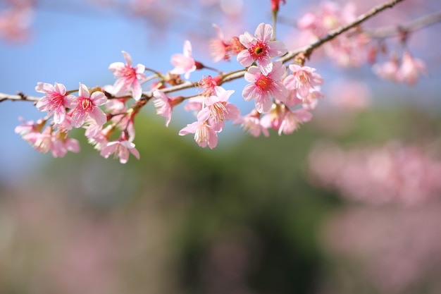 Fleur rose sakura de printemps en gros plan