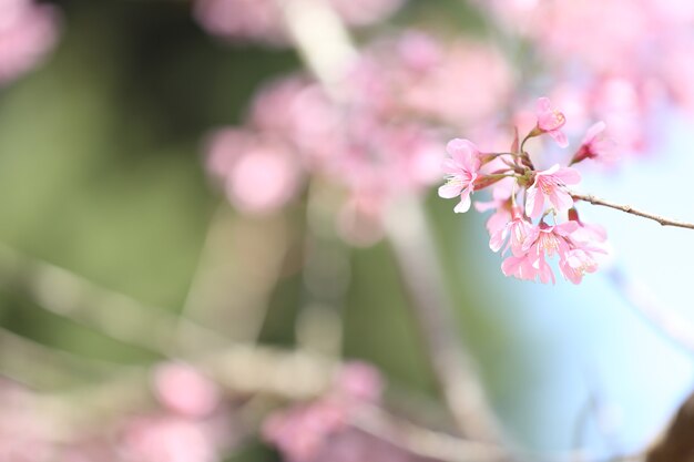 Fleur rose sakura de printemps en gros plan