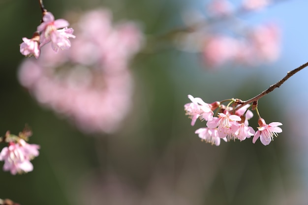 Fleur rose sakura de printemps en gros plan