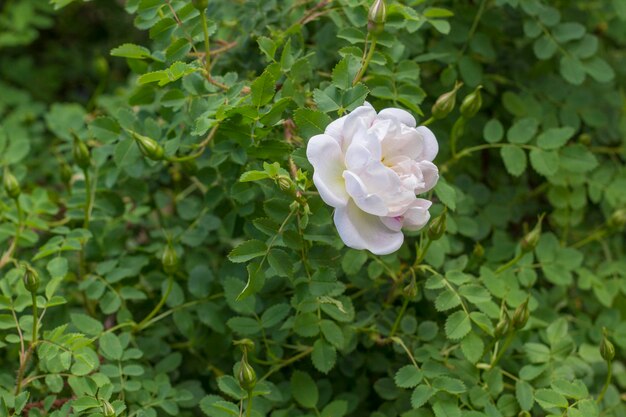 Photo fleur de rose sauvage blanche