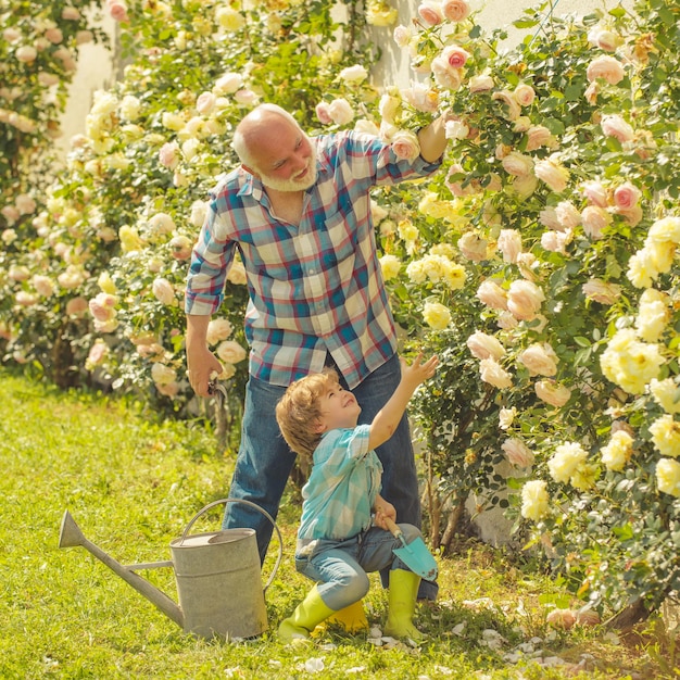 Fleur rose soin et arrosage grand-père avec petit-fils jardinant ensemble j'aime nos moments dans le...