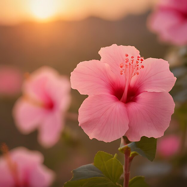 Photo une fleur rose avec le soleil qui se couche derrière elle