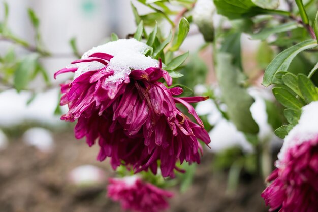 Fleur rose sous la neige se bouchent