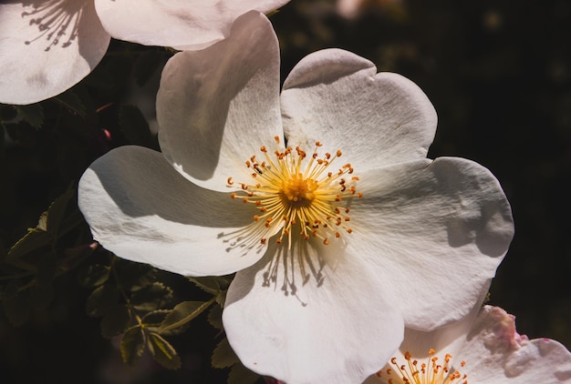 Fleur rose spinosissima qui fleurit au printemps Espace de copie Mise au point sélective