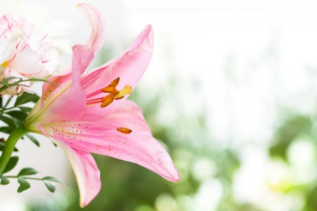 Fleur rose sur une surface blanche