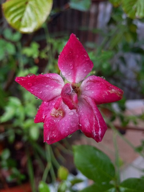 Photo une fleur rose avec une tache blanche au centre.