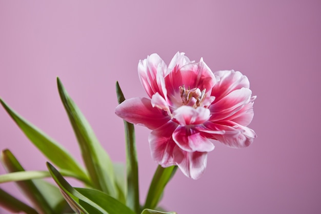 Fleur rose tendre d'une tulipe aux feuilles vertes