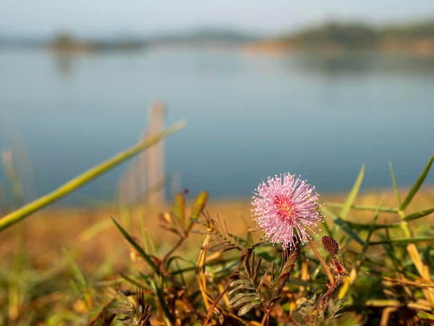 Fleur rose sur le terrain sur la colline avec arrière-plan flou