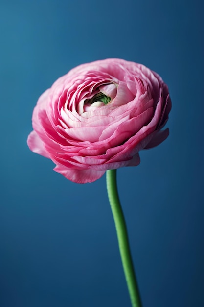 Une fleur rose avec une tige verte et une tige verte