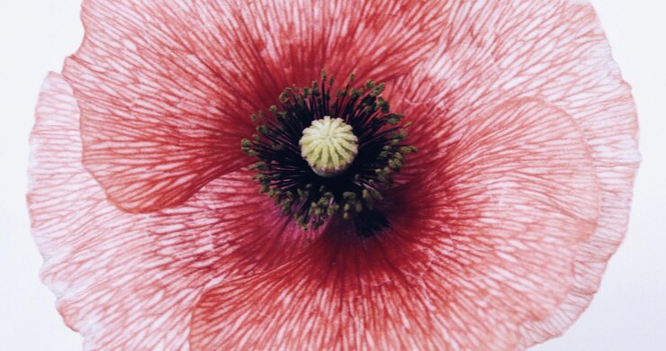 Photo une fleur rose avec une tige verte