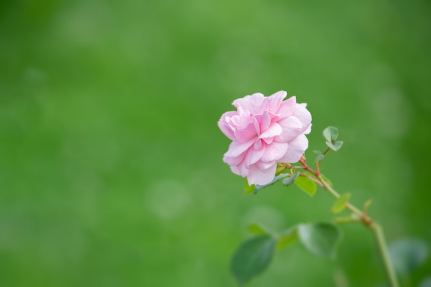 Fleur rose sur verdure floue