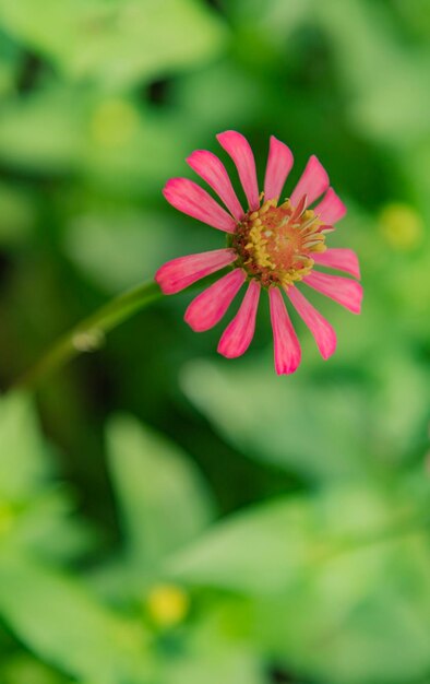 Photo fleur rose vibrante avec un fond de feuillage vert
