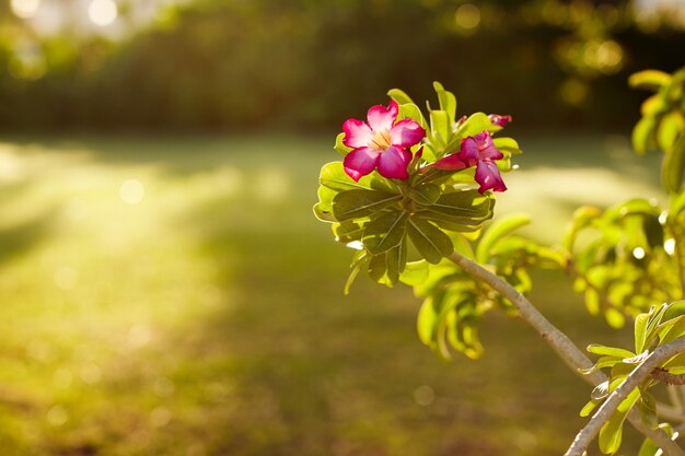 Fleur rose vif sur une branche verte fleurit dans le jardin