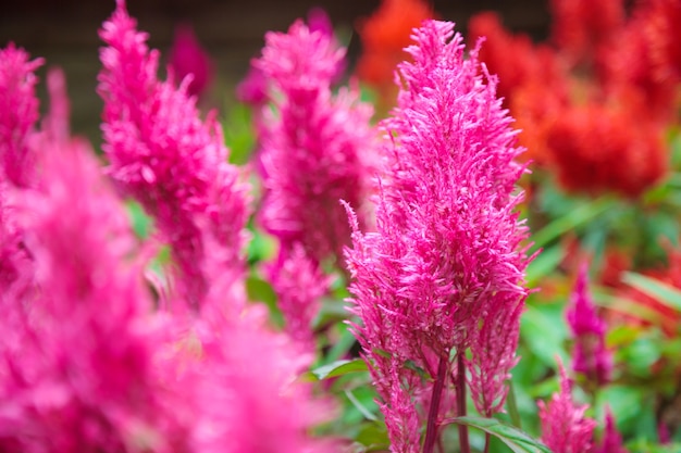 ิ fleur rose vif de Celosia Plumosa