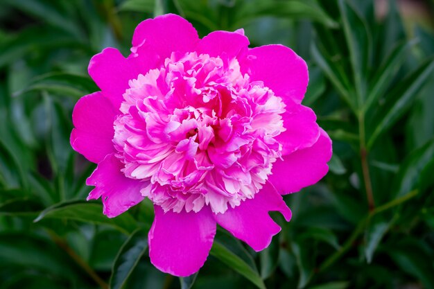 Fleur rose vif dans un jardin