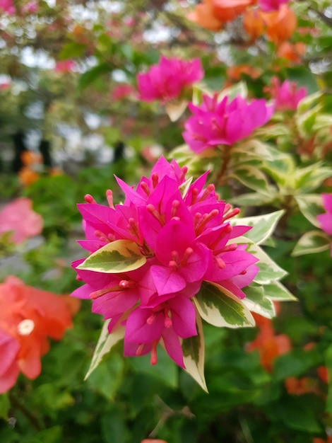 Une fleur rose vif avec des feuilles vertes et des fleurs rouges.