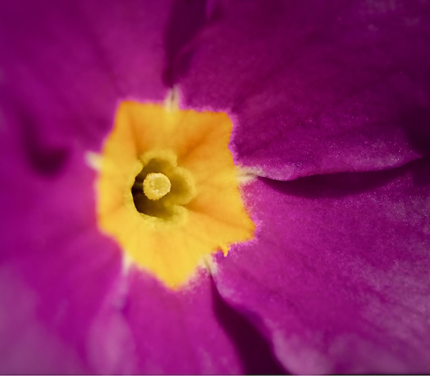 Fleur rose vif en macro