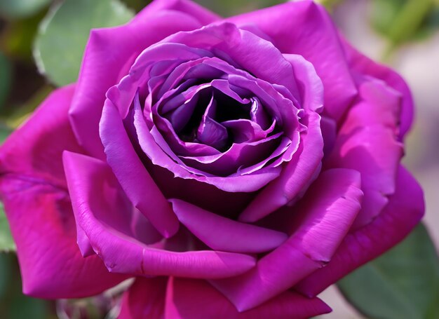 Une fleur de rose violette de près