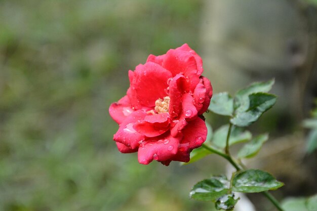 Photo une fleur rose