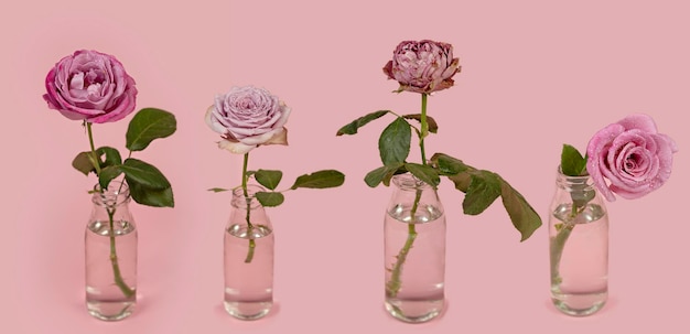 Fleur de roses fraîches dans un vase en verre avec de l'eau sur fond rose