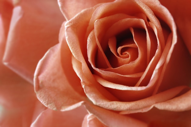 Fleur de roses pour la Saint Valentin.