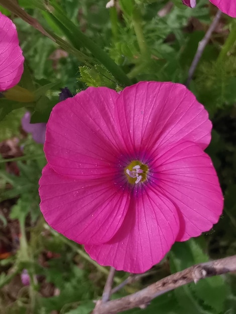 Fleur de roses trémières sur un fond naturel