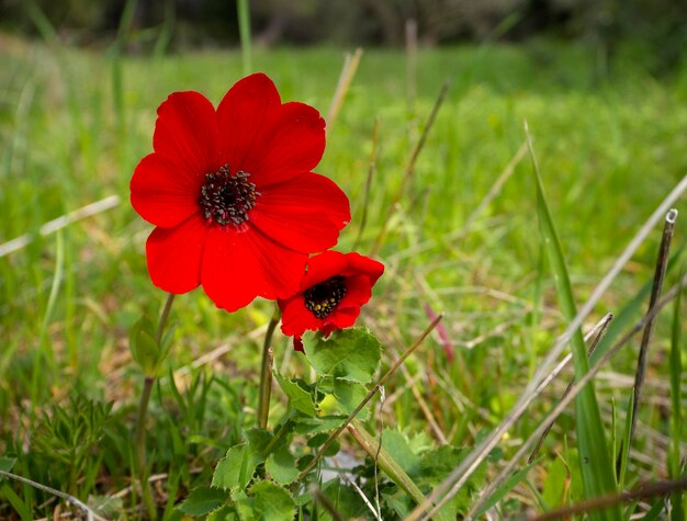 Fleur rouge Anemone coronaria lors d'une journée ensoleillée en Grèce