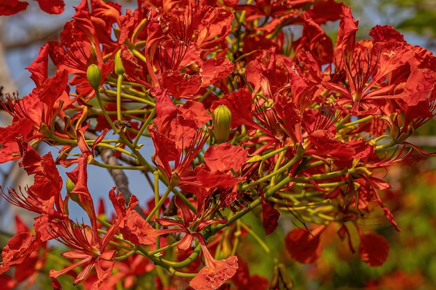 Fleur rouge de l'arbre Flamboyant de l'espèce Delonix regia avec mise au point sélective