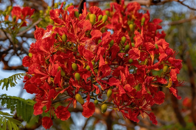 Fleur rouge de l'arbre Flamboyant de l'espèce Delonix regia avec mise au point sélective