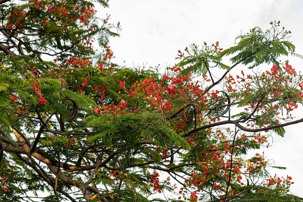 Fleur rouge de l'arbre Flamboyant