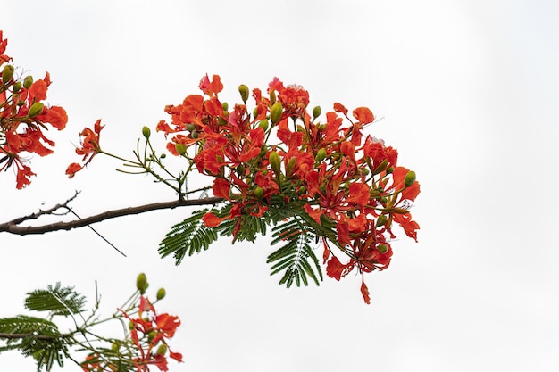 Fleur rouge de l'arbre Flamboyant