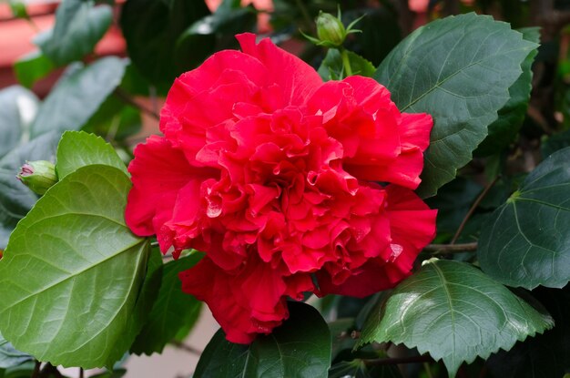 Fleur rouge et arrière-plan flou dans le jardin