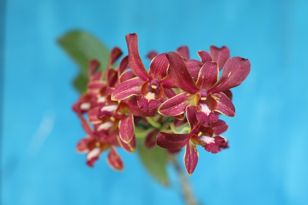 Une fleur rouge aux pétales jaunes et rouges se trouve devant un fond bleu.