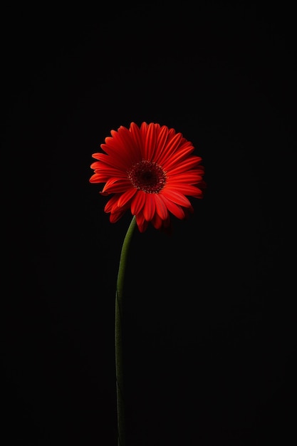 Une fleur rouge, une belle gerbera, une fleur de nature morte.