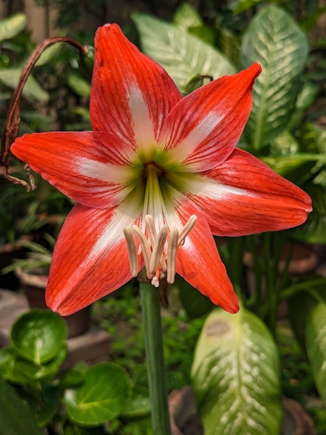 Une fleur rouge et blanche avec un centre vert et des étamines blanches.