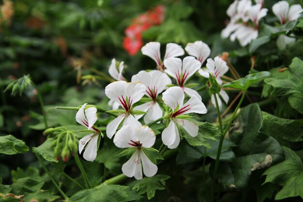 Fleur rouge et blanche pour le fond