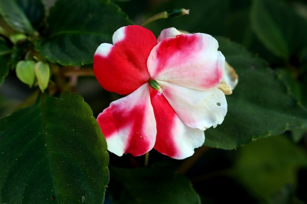 fleur rouge et blanche