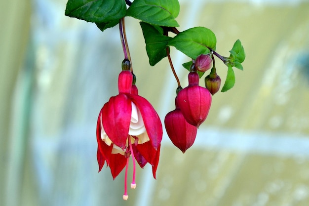 Une fleur rouge avec des bords blancs et une fleur rouge avec un centre blanc.