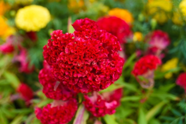 Fleur rouge Celosia cristata qui pousse à Da Lat Vietnam