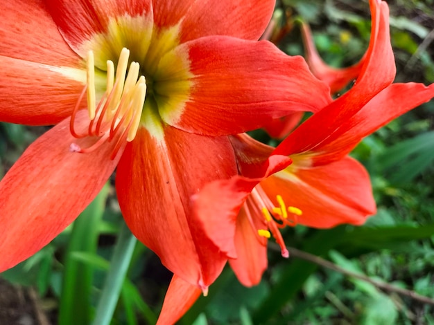 Une fleur rouge avec un centre jaune et un centre jaune.