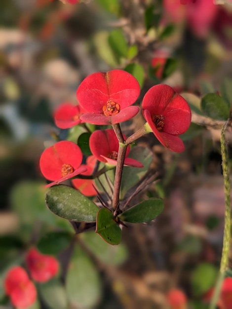 Une fleur rouge avec un centre jaune est au centre de la fleur.