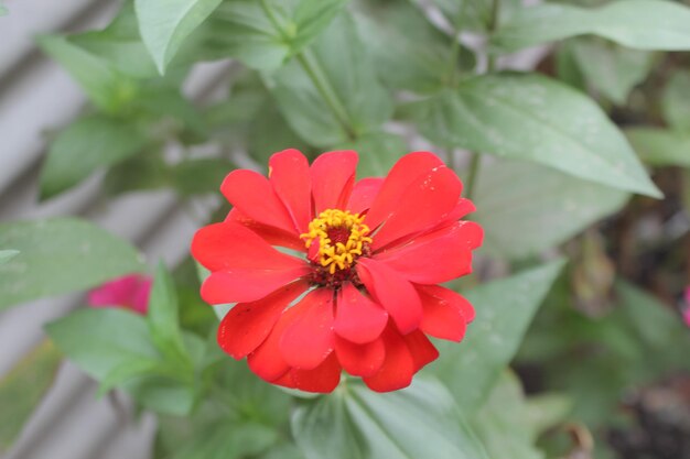 Une fleur rouge avec un centre jaune est en fleur.