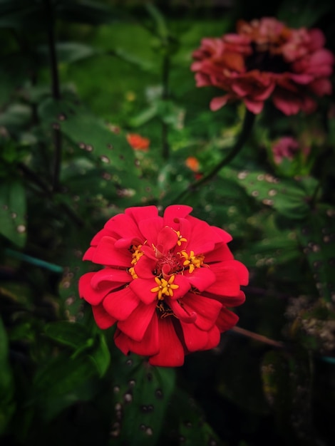 Photo une fleur rouge avec un centre jaune et un fil vert en arrière-plan.