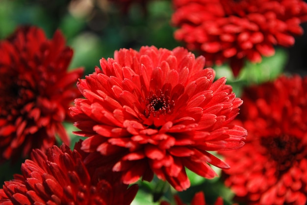 Une fleur rouge avec un centre noir