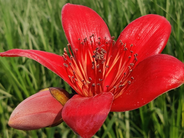 Une fleur rouge avec un centre rouge et un fond vert.